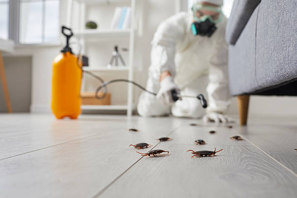 Commercial Rodent Management in Mountain Village